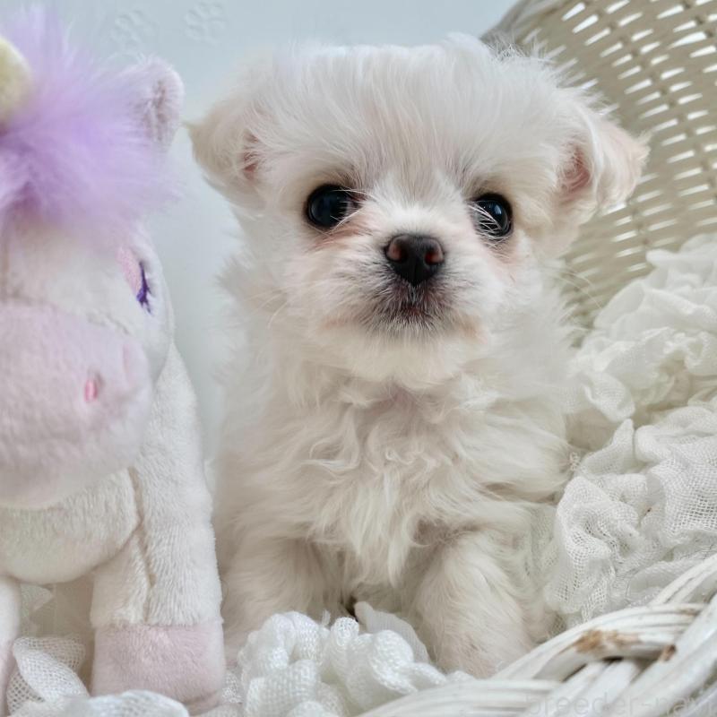 販売中の群馬県のチワマル:チワワ×マルチーズ-439610の3枚目