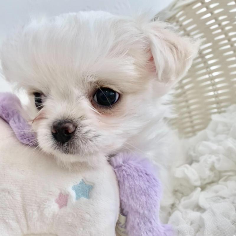 販売中の群馬県のチワマル:チワワ×マルチーズ-439610の2枚目