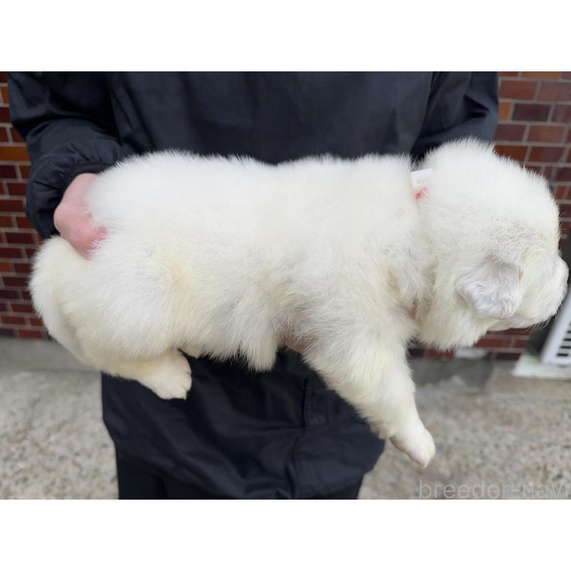 販売中の千葉県のグレートピレニーズ-439611の6枚目