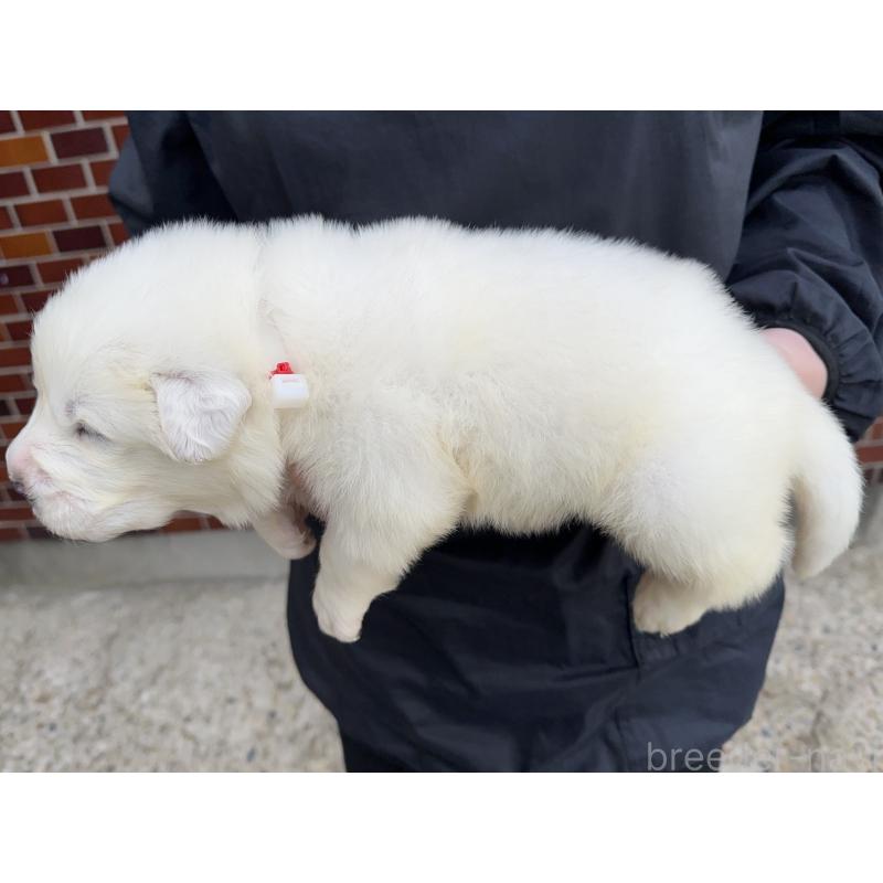 販売中の千葉県のグレートピレニーズ-439611の5枚目