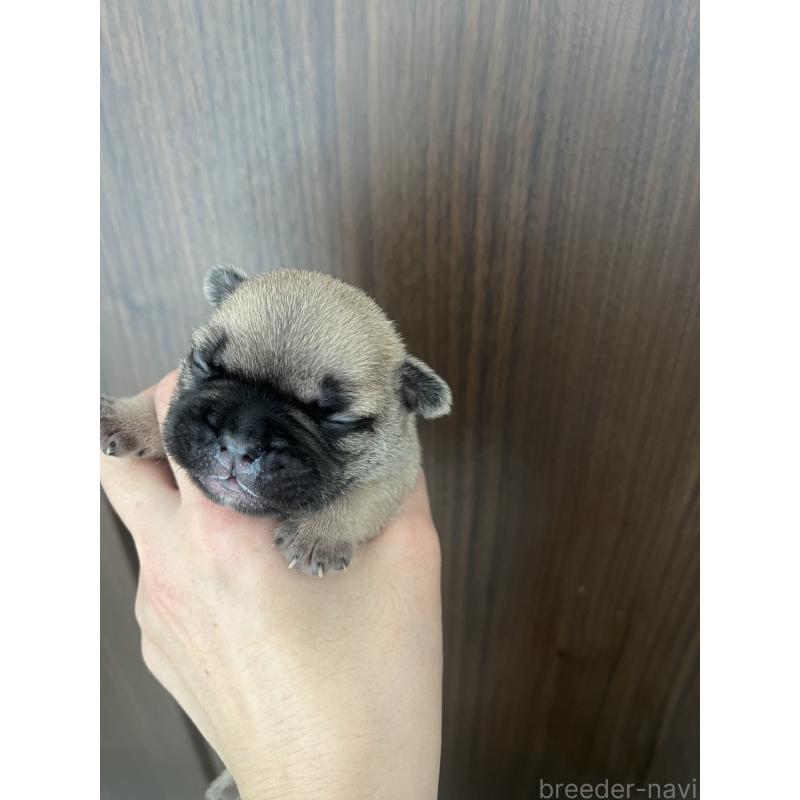 販売中の栃木県のフレンチブルドッグ-439616の4枚目