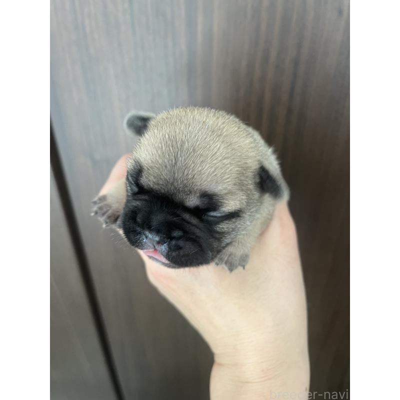 販売中の栃木県のフレンチブルドッグ-439616の3枚目