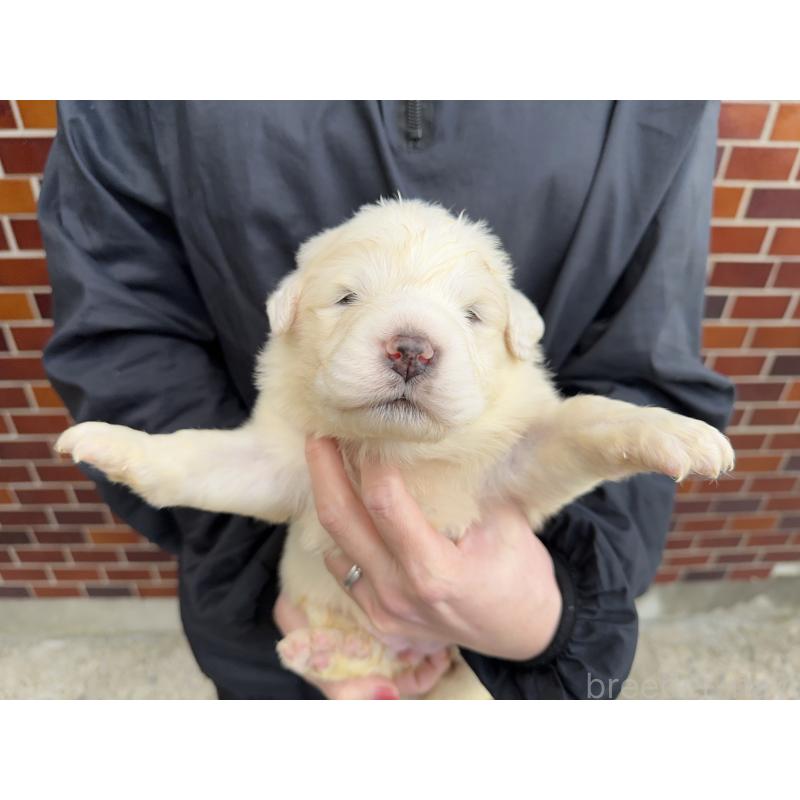 販売中の千葉県のグレートピレニーズ-439615の10枚目