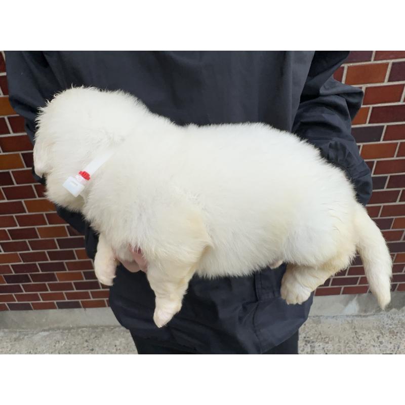 販売中の千葉県のグレートピレニーズ-439615の9枚目