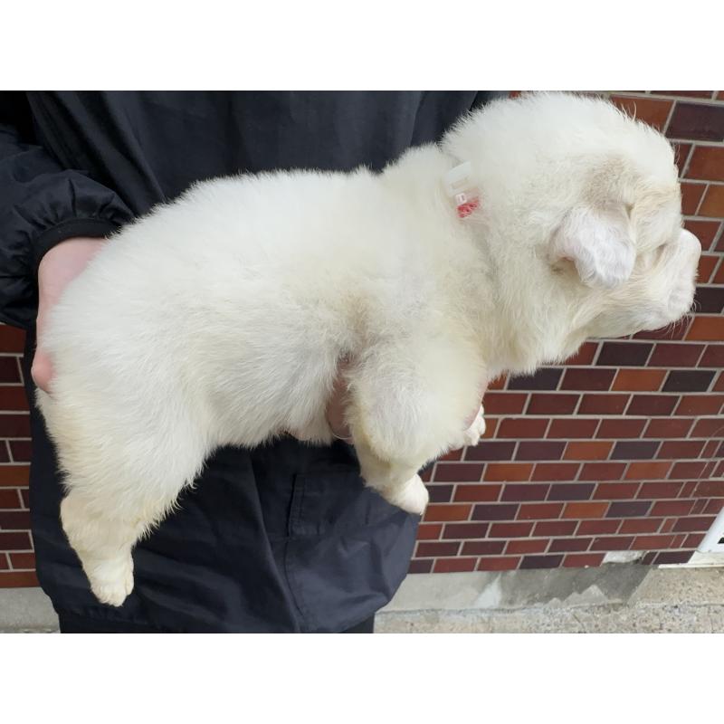 販売中の千葉県のグレートピレニーズ-439615の8枚目