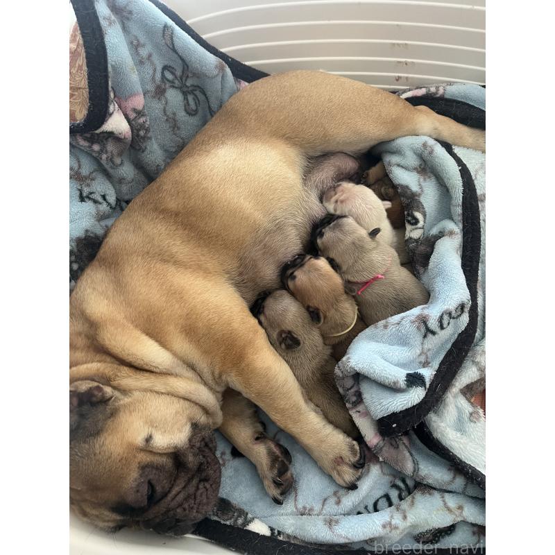 販売中の栃木県のフレンチブルドッグ-439616の2枚目