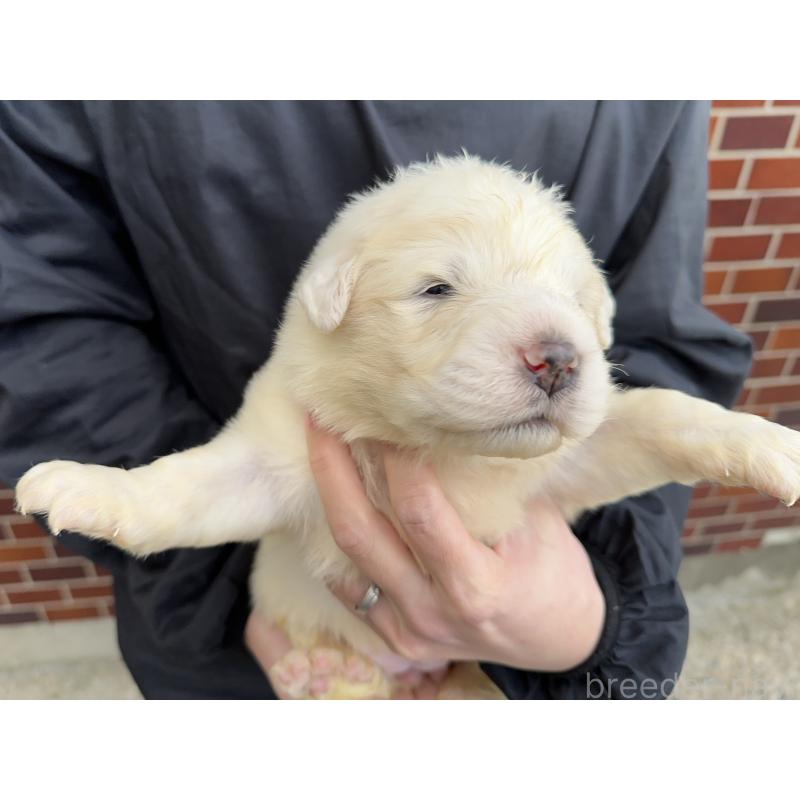 販売中の千葉県のグレートピレニーズ-439615の2枚目