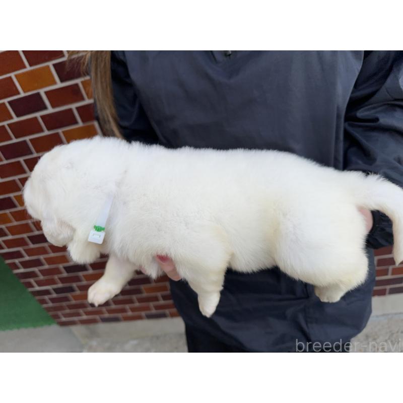 販売中の千葉県のグレートピレニーズ-439617の6枚目