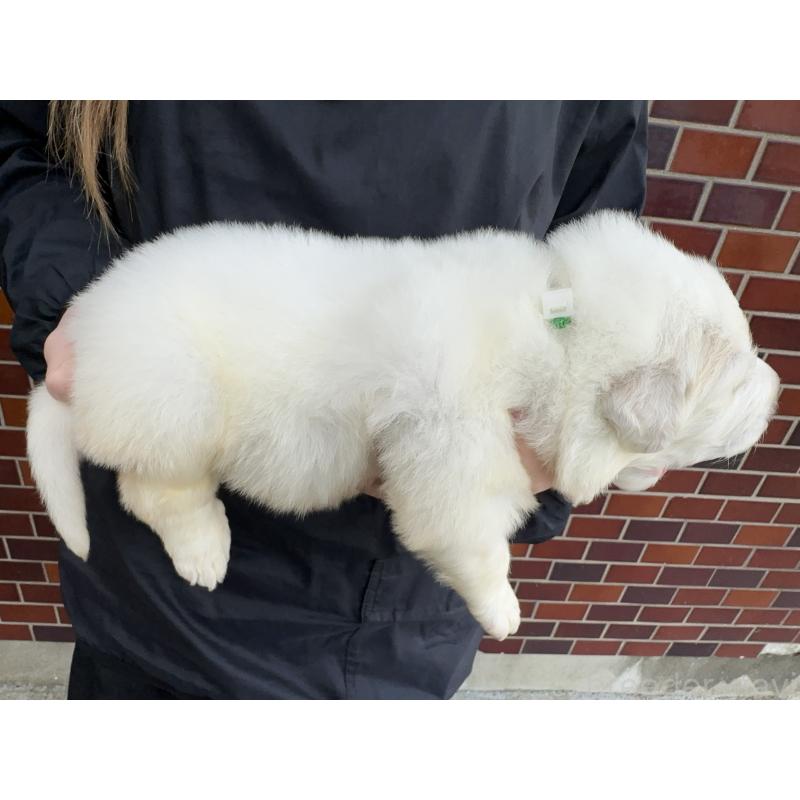 販売中の千葉県のグレートピレニーズ-439617の5枚目