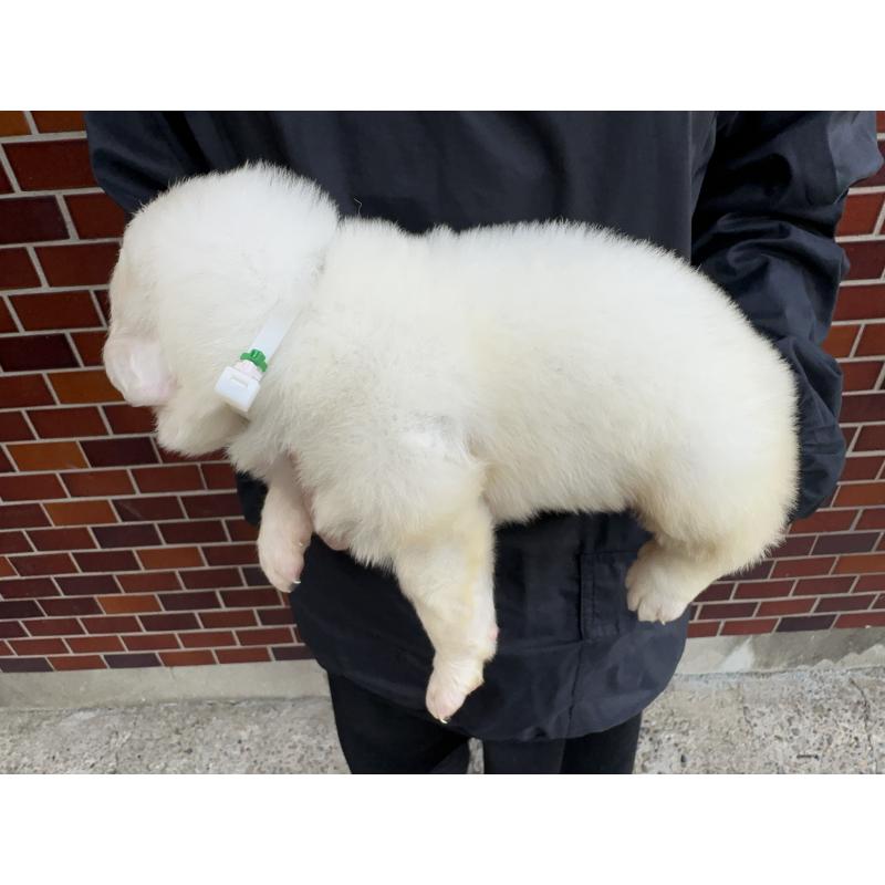 販売中の千葉県のグレートピレニーズ-439618の8枚目