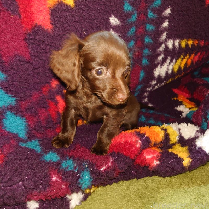 販売中の埼玉県のミニチュアダックスフンド(ロングヘアード)-439619の3枚目