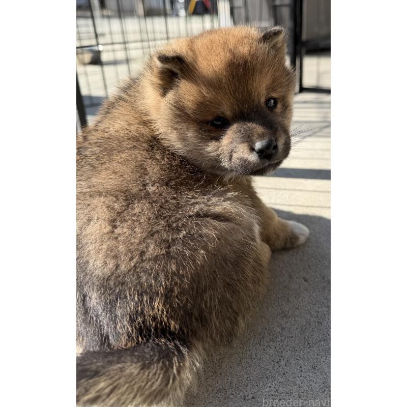 販売中の山梨県の柴犬-432313の4枚目