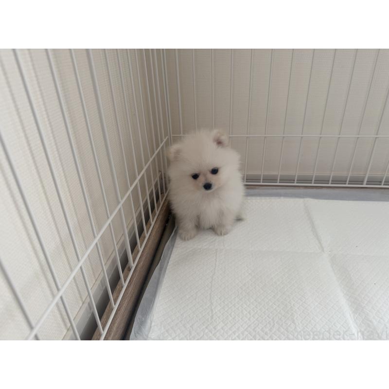 成約済の佐賀県のポメラニアン-439324の6枚目