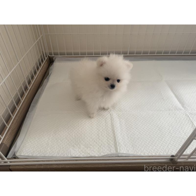 成約済の佐賀県のポメラニアン-439324の5枚目