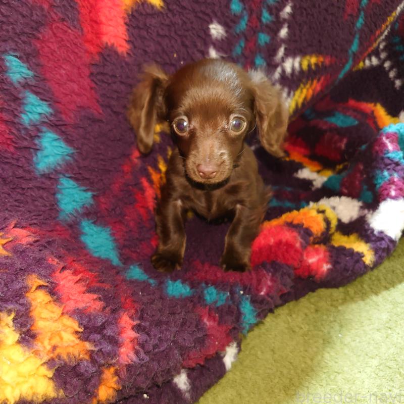 販売中の埼玉県のミニチュアダックスフンド(ロングヘアード)-439620の1枚目