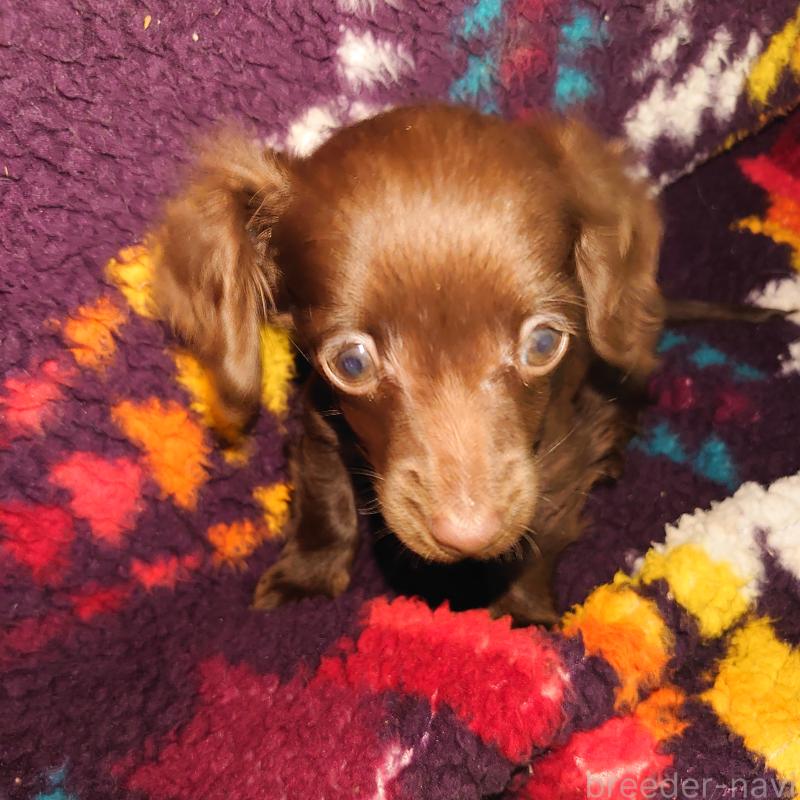 販売中の埼玉県のミニチュアダックスフンド(ロングヘアード)-439620の3枚目