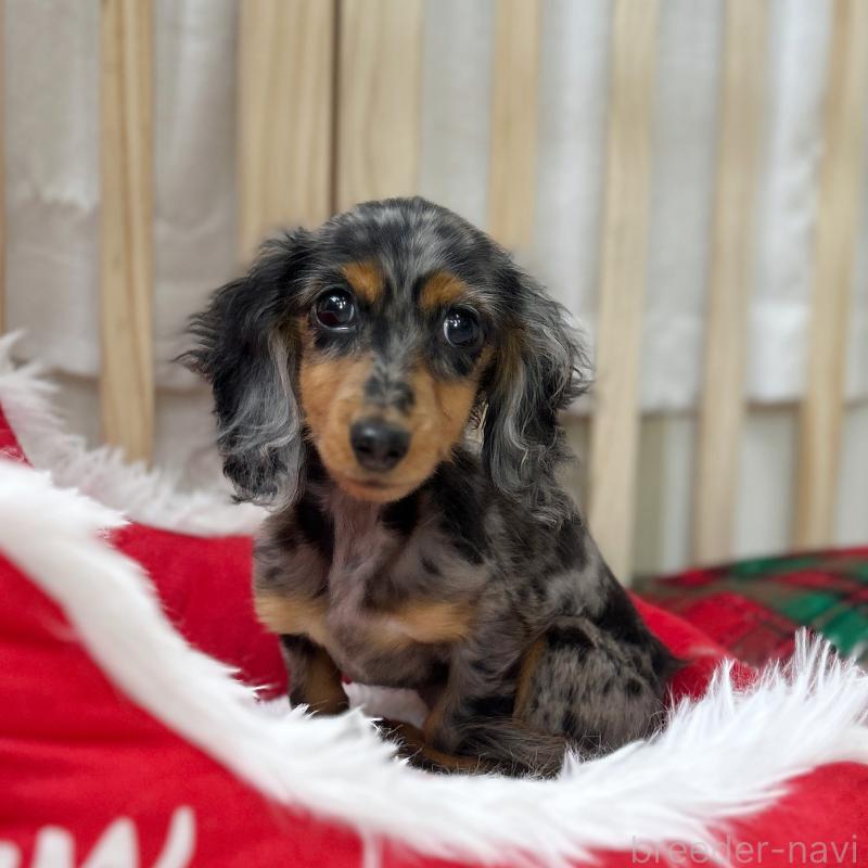 販売中の東京都のミニチュアダックスフンド(ロングヘアード)-424884の1枚目