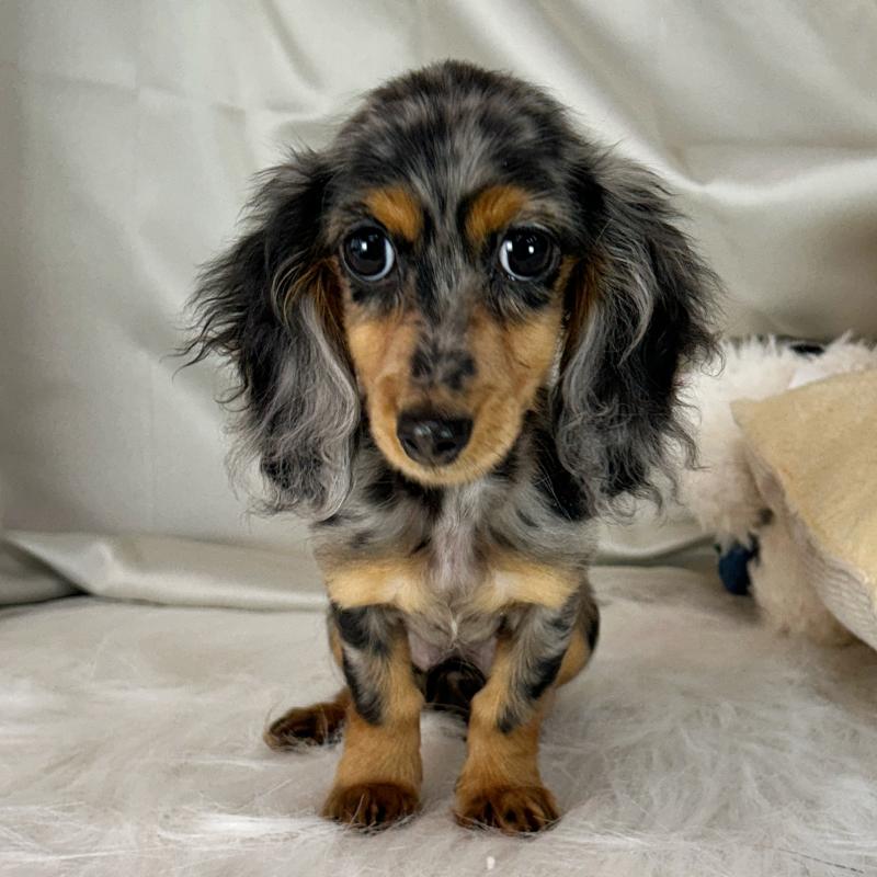 販売中の東京都のミニチュアダックスフンド(ロングヘアード)-424884の2枚目