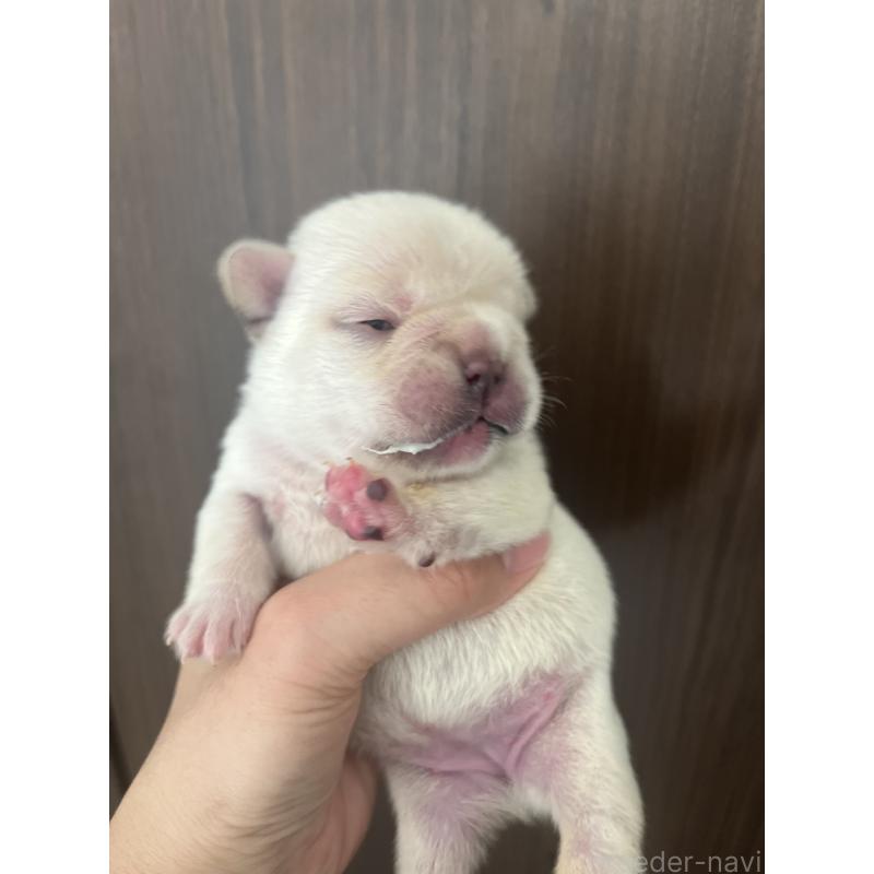 販売中の栃木県のフレンチブルドッグ-439622の3枚目