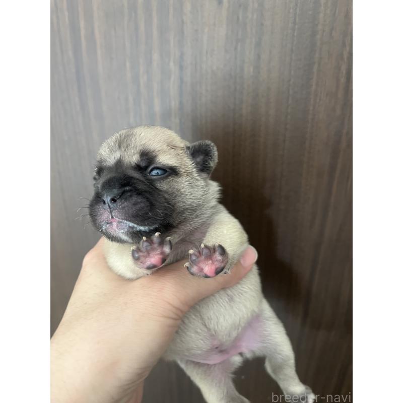 販売中の栃木県のフレンチブルドッグ-439623の3枚目