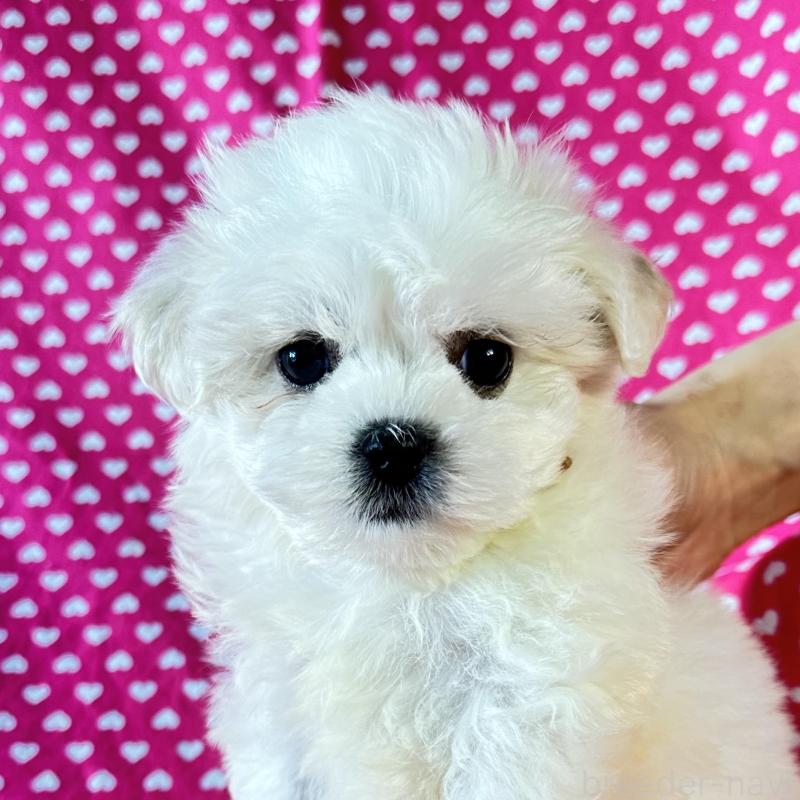 販売中の北海道のミックス犬-439624の1枚目