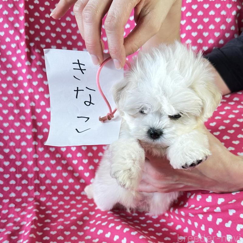 販売中の北海道のミックス犬-439624の5枚目