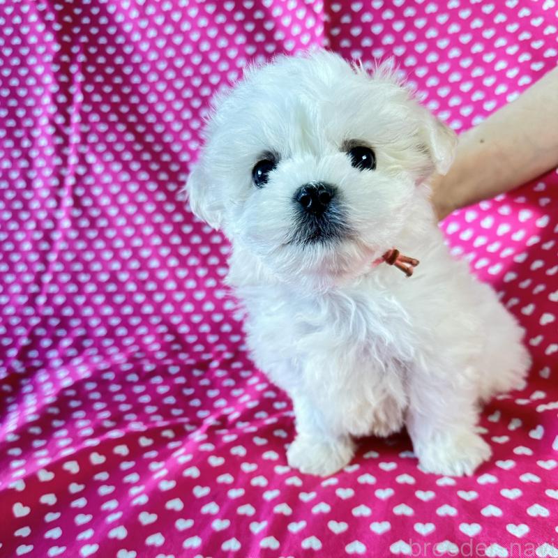 販売中の北海道のミックス犬-439624の4枚目