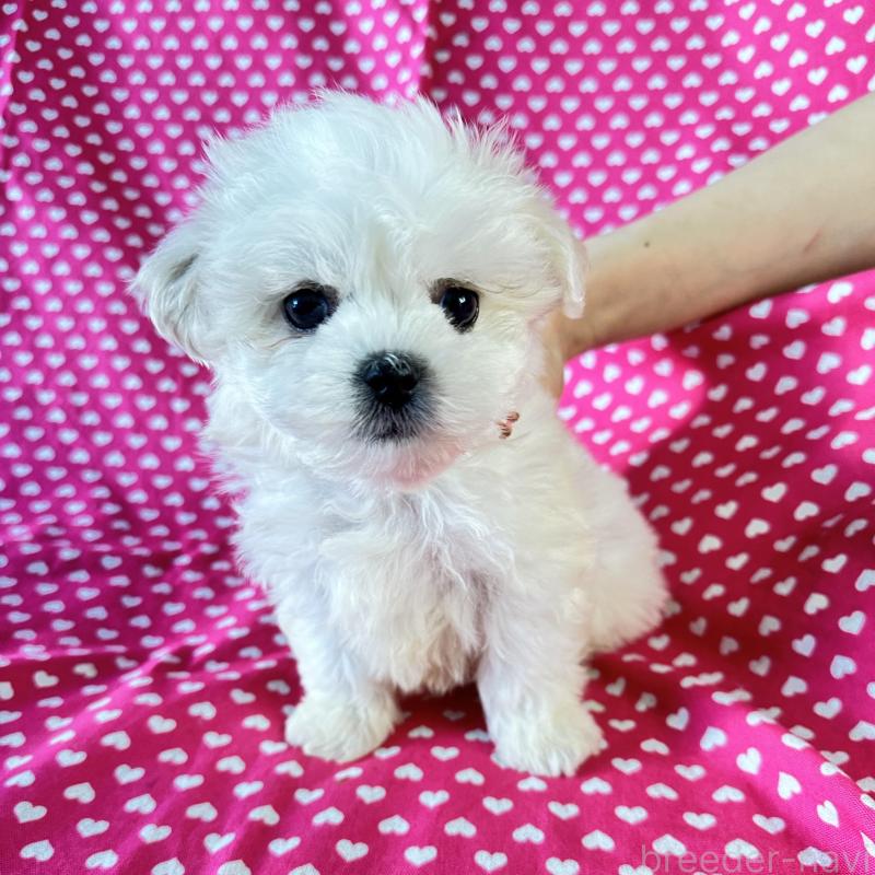 販売中の北海道のミックス犬-439624の3枚目