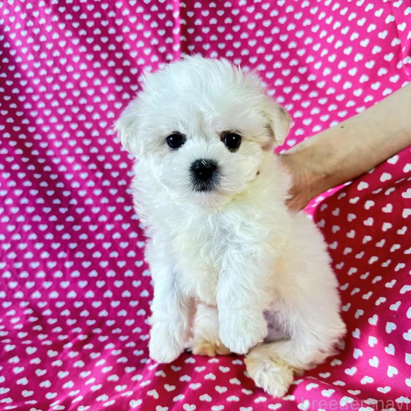 販売中の北海道のミックス犬-439624の2枚目