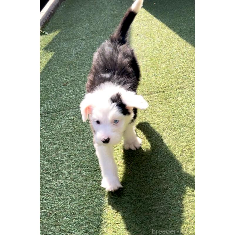 商談中の奈良県のオールドイングリッシュシープドッグ-439045の10枚目