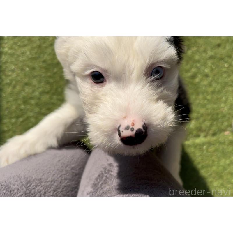 商談中の奈良県のオールドイングリッシュシープドッグ-439045の9枚目