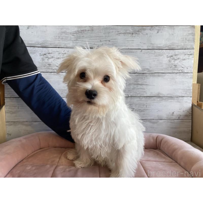 販売中の北海道のマルシュナ:マルチーズ×ミニチュアシュナウザー-427761の4枚目