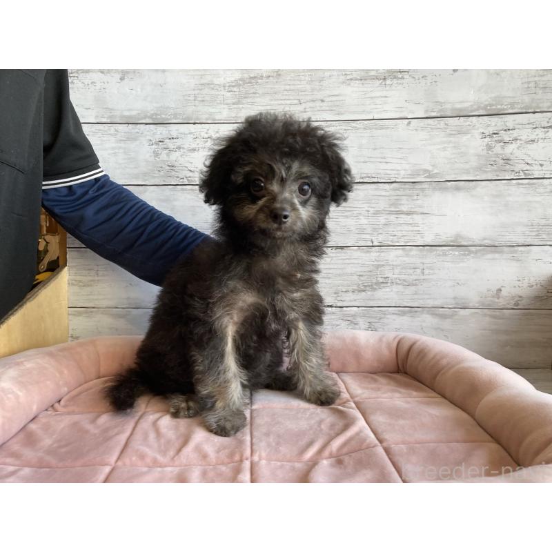 販売中の北海道のチワプー:チワワ×トイプードル-430769の3枚目