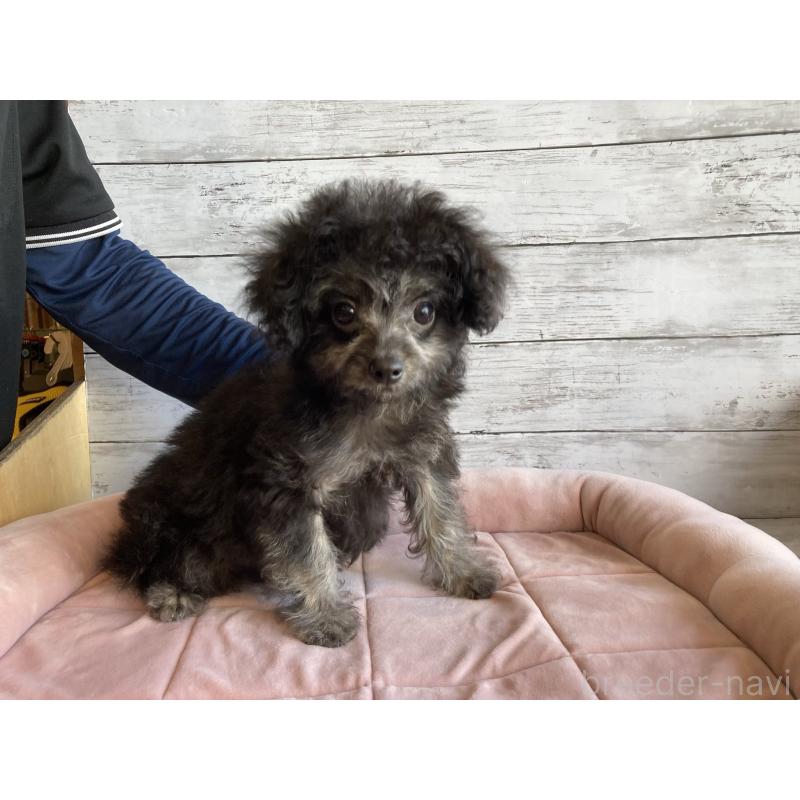 販売中の北海道のチワプー:チワワ×トイプードル-430769の2枚目