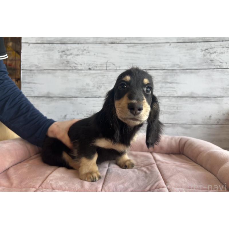 販売中の北海道のミニチュアダックスフンド(ロングヘアード)-428000の4枚目