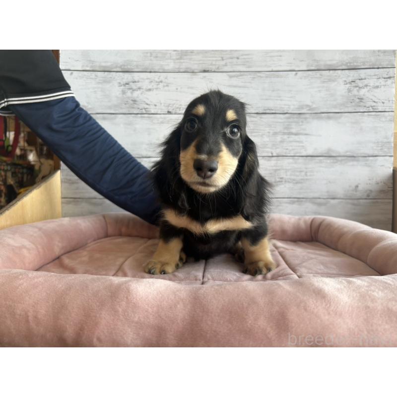 販売中の北海道のミニチュアダックスフンド(ロングヘアード)-428000の3枚目