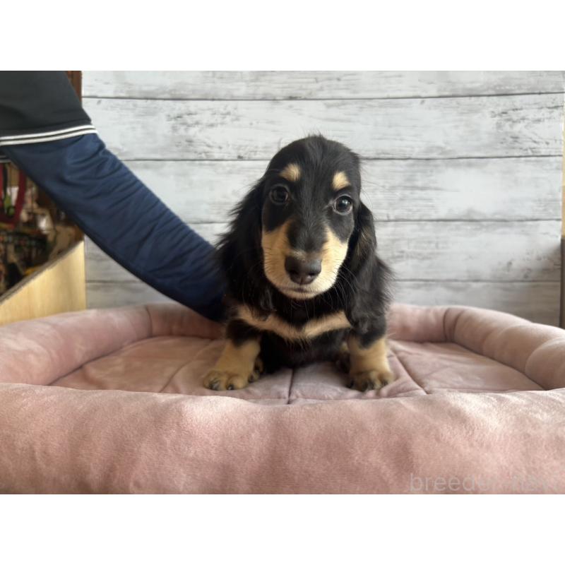 販売中の北海道のミニチュアダックスフンド(ロングヘアード)-428000の2枚目