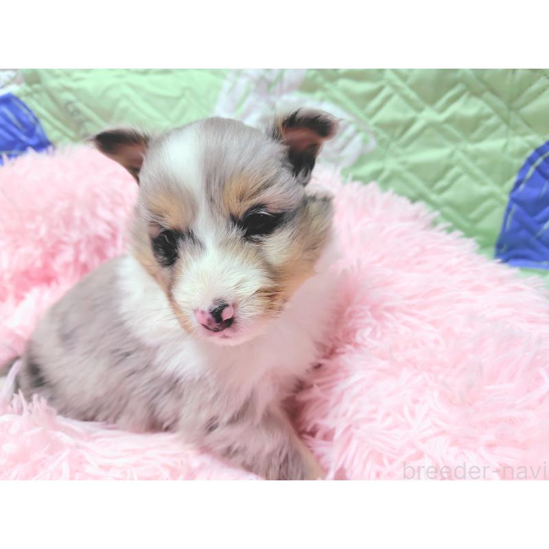 販売中の広島県のシェットランドシープドッグ(シェルティ)-433725の5枚目