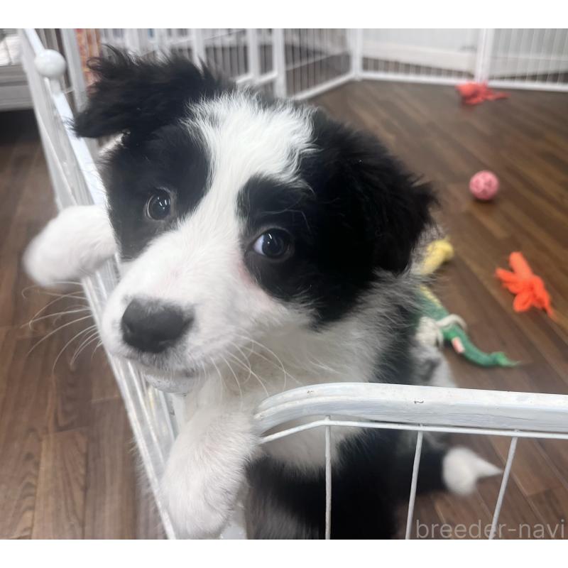 成約済の東京都のボーダーコリー-434190の2枚目