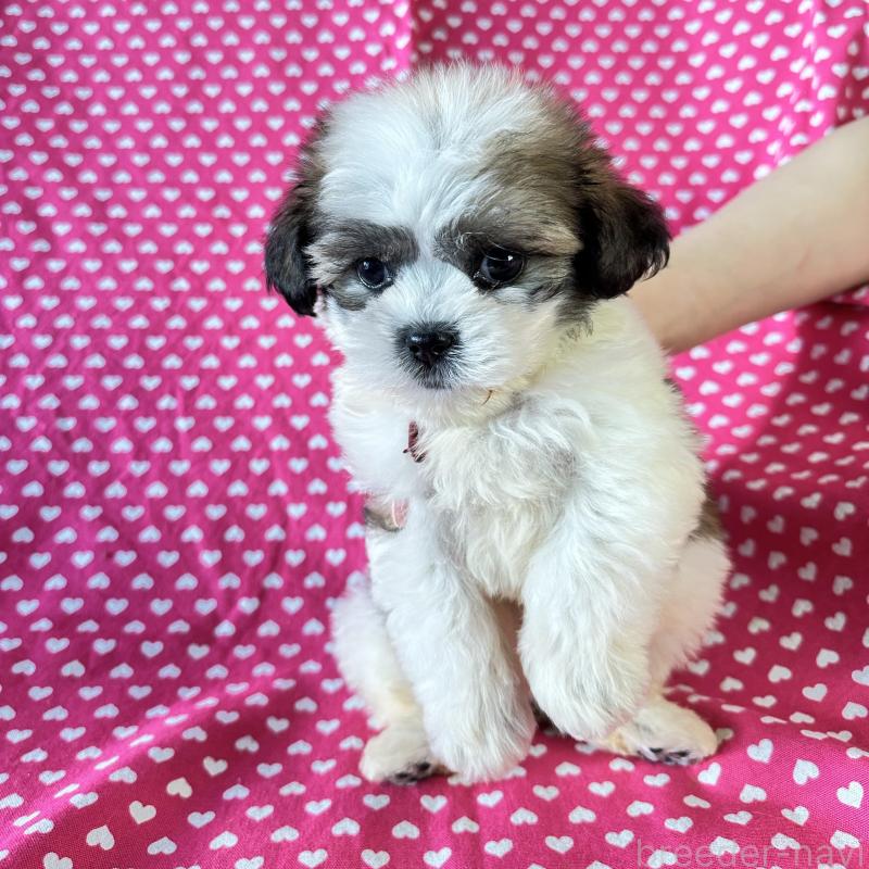 販売中の北海道のミックス犬-439626の6枚目