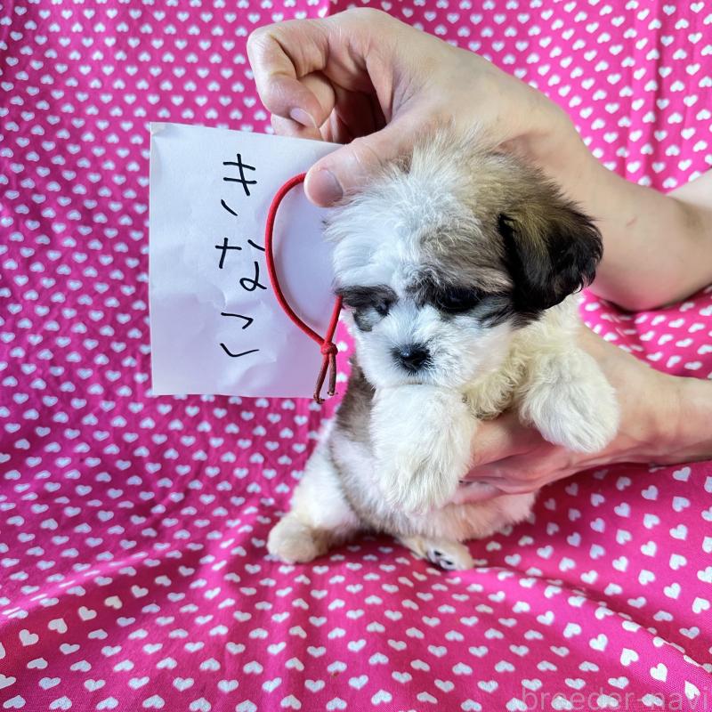 販売中の北海道のミックス犬-439626の5枚目