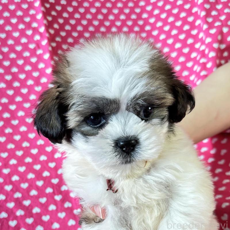 販売中の北海道のミックス犬-439626