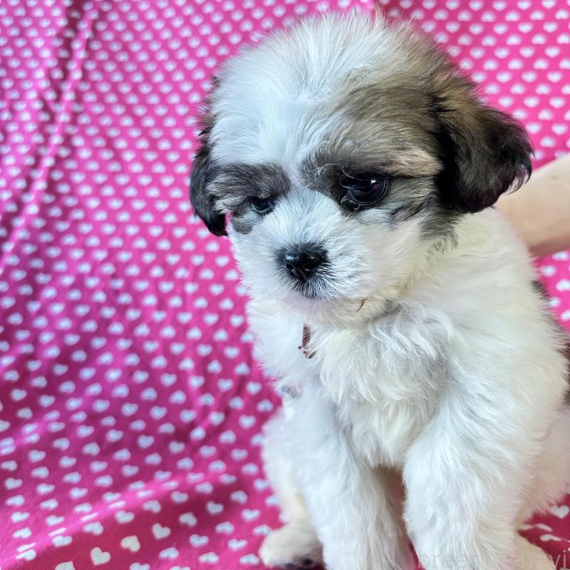 販売中の北海道のミックス犬-439626の4枚目