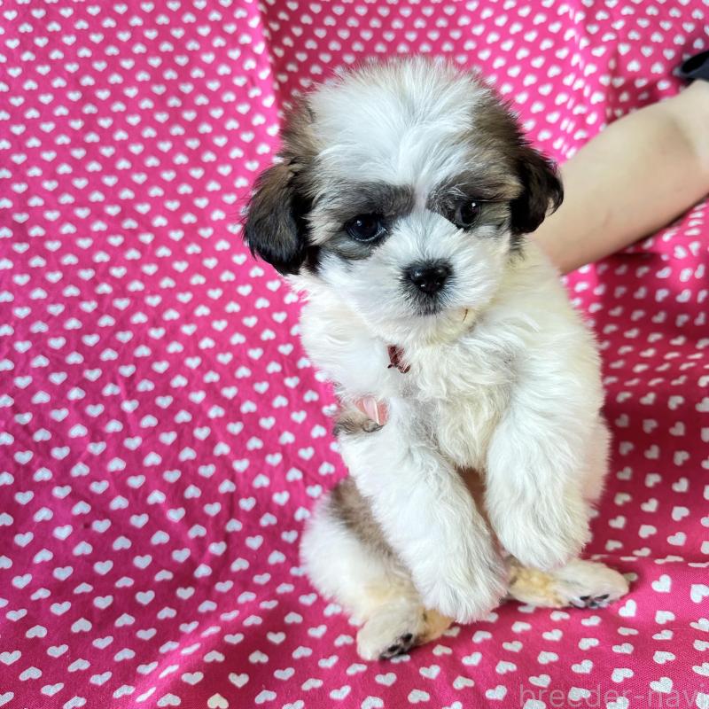 販売中の北海道のミックス犬-439626の3枚目