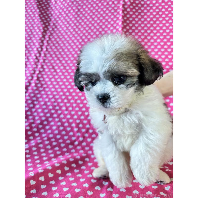 販売中の北海道のミックス犬-439626の2枚目