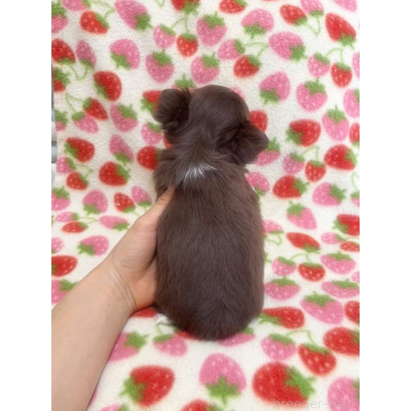 販売中の福岡県のチワワ(ロングコート)-439627の6枚目