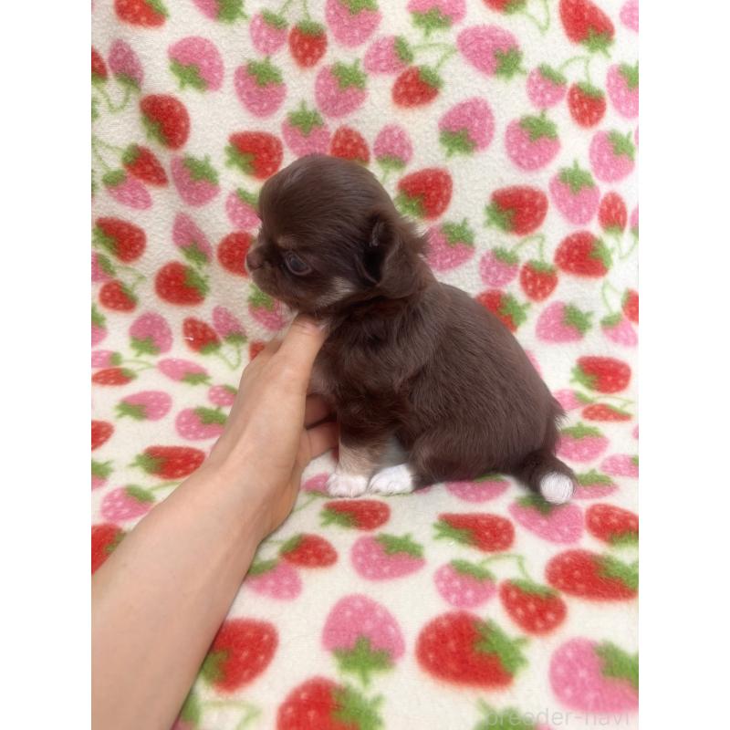 販売中の福岡県のチワワ(ロングコート)-439627の5枚目