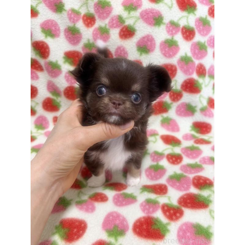 販売中の福岡県のチワワ(ロングコート)-439627の4枚目