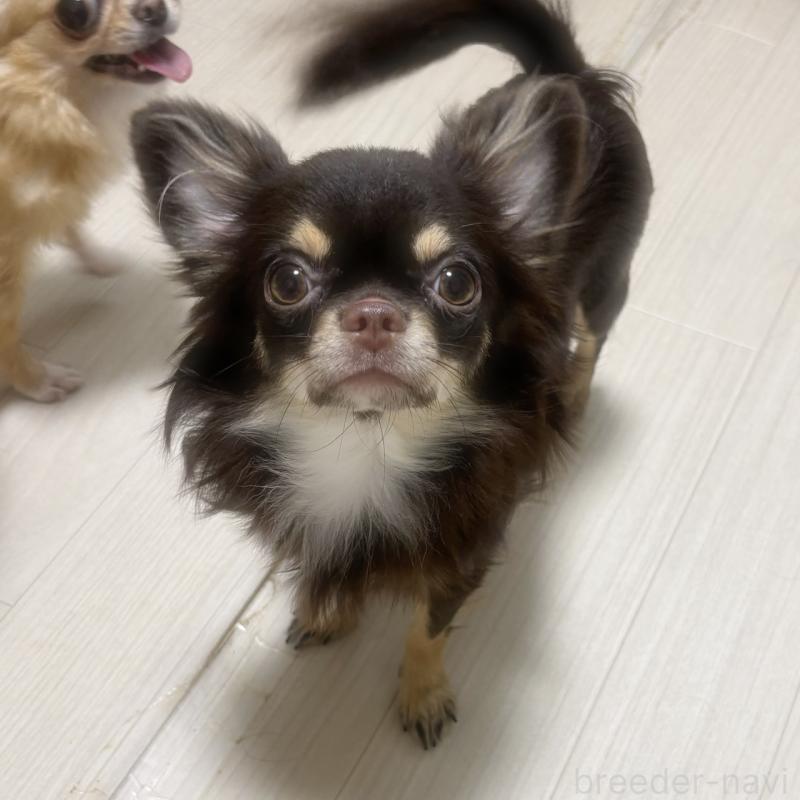 アップルちゃん1枚目