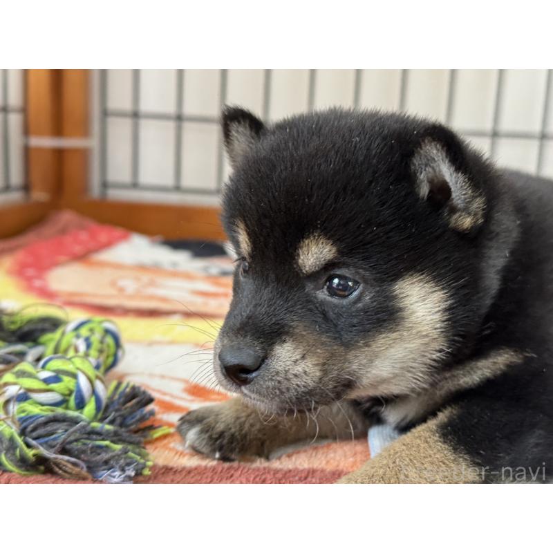 販売中の岡山県の柴犬-439628の5枚目